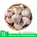 单果4.5CM 紫皮大蒜2斤装 芭芭农场兑换