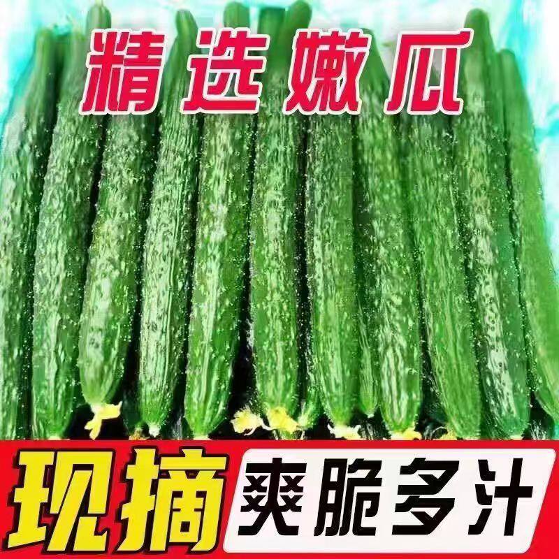 应季新鲜带刺黄瓜现摘黄瓜农家自种蔬菜带刺青瓜生吃清脆爽口包邮