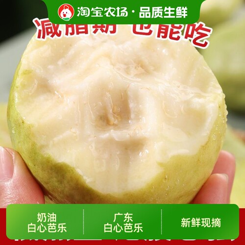 广东软糯白心芭乐当应季新鲜水果现摘奶油番石榴芭乐孕妇水果果酱