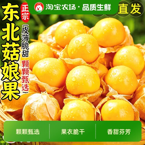 正宗东北姑娘果鲜果新鲜水果当季大菇娘洋灯笼果甜菇凉空运包邮