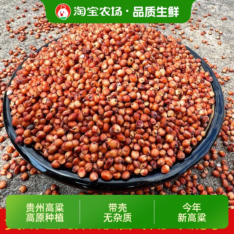 农家红高粱酿酒专用红缨子糯高粱粮食去壳鸽子食物用大粒批发带壳