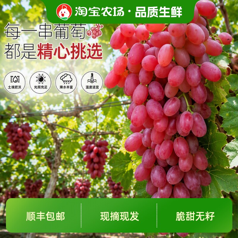 顺丰包邮无籽红提克伦生提子葡萄5斤净重新鲜水果孕妇小孩水果