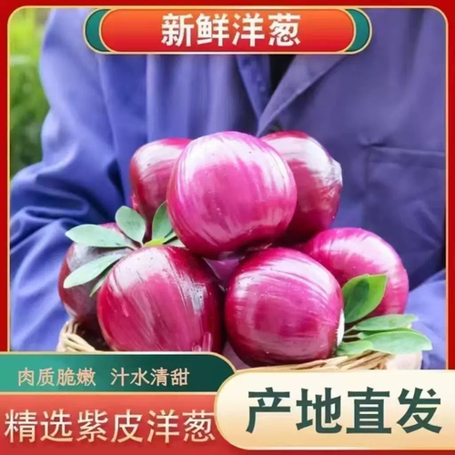 紫皮洋葱新鲜圆葱水果口味农家直发应季蔬菜种植精选手工保存