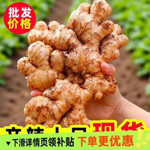 正宗云南小黄姜生姜老姜新鲜罗平本地黄姜现挖月子姜干姜沙姜食用
