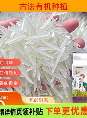 正宗广西象牙米寿乡长粒香米农家生态丝苗米晚稻新米一级大米籼米