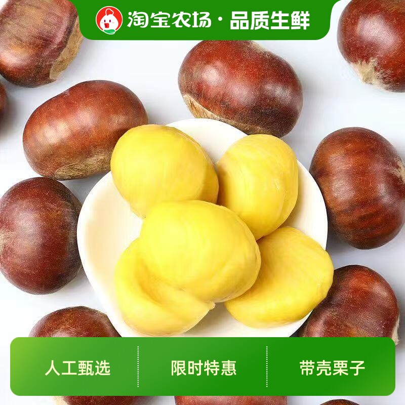 2026年人工精选丹东生板栗农家现摘野生毛栗子甄选农场带壳