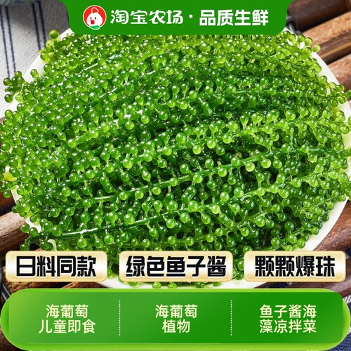 网红新鲜海葡萄可吃海藻