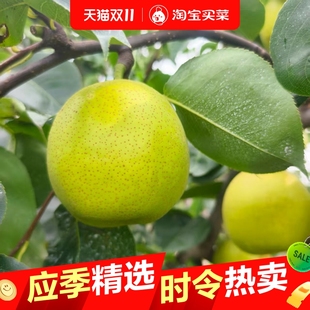 砀山梨正宗青皮梨皇冠梨砀山酥梨水果应季皇冠梨水果批发