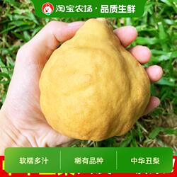 山东烟台中华丑梨新鲜奇葩水果非啤梨多汁正宗现摘特产梨子农场