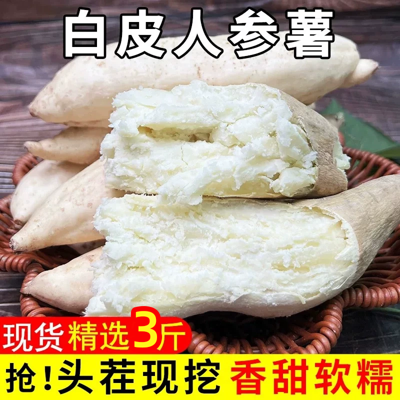 牛奶人参薯沙地种植果肉洁白香甜又软糯农家直采新鲜直达绵密细腻
