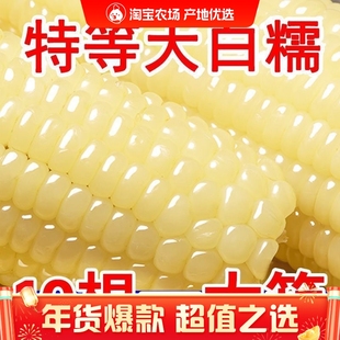 正宗东北白糯玉米软糯香甜拉丝粗粮代餐非即食独立包装甜糯玉米