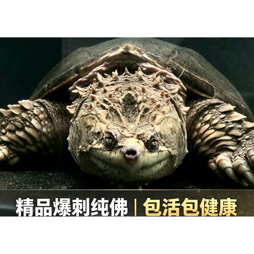 原种爆刺纯佛凶猛鳄鱼龟精品杂佛北美小鳄龟苗乌龟宠物龟活体包邮