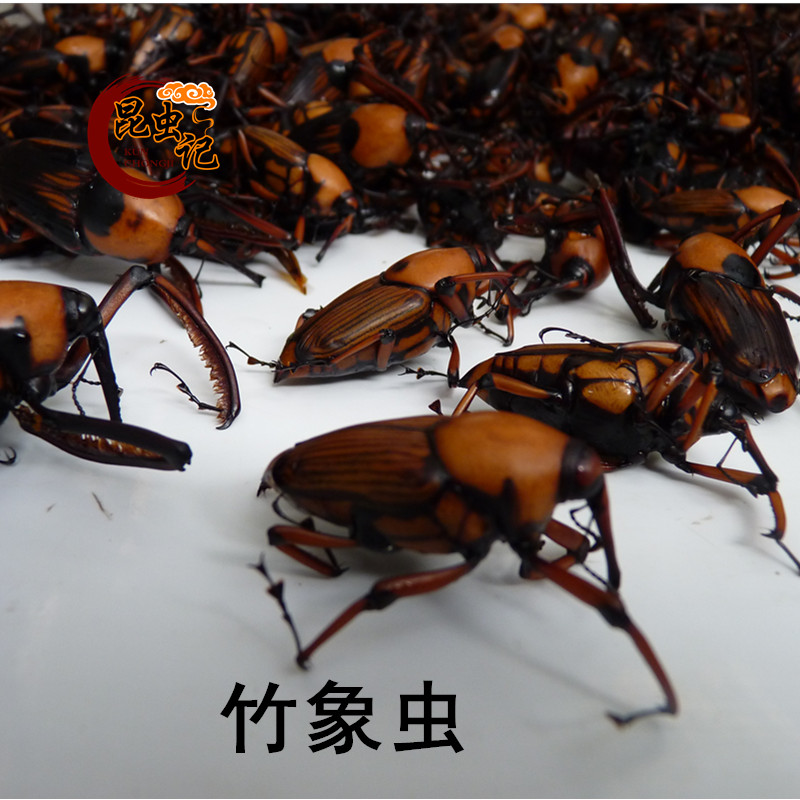 竹象虫天然鲜活速冻发货 竹鼻虫竹蛹竹佩根 B581513 B877605在类目 水产肉类/新鲜蔬果/熟食, 生肉/肉制品, 其它生肉制品中 - 来自Buy2taobao.com提供专业的淘宝代购服务