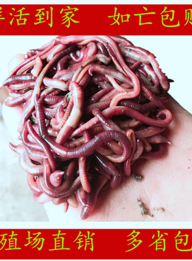 蚯蚓活体大平二号活体红蚯蚓放生  鱼饵垂钓龟粮鱼食盒装蚯蚓包邮