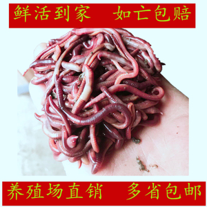 蚯蚓活体大平二号活体红蚯蚓放生  鱼饵垂钓龟粮鱼食盒装蚯蚓包邮