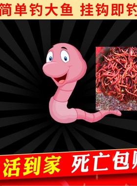 红蚯蚓活饵蚯蚓活体钓鱼盒装蚯蚓红蚯蚓鱼饵鲫鱼野钓饵料散装包活