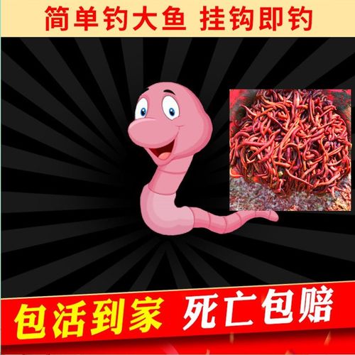 鲜活饵活体盒装鲫鱼野钓饵料蚯蚓