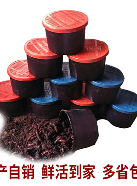 蚯蚓大平二号红蚯蚓盒装蚯蚓 野外垂钓鱼饵 大号放生乌龟饲料包邮