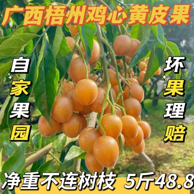 现摘黄皮果新鲜广西梧州当季酸甜黄皮精选靓果开胃水果自家果园