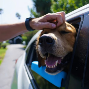 chin 跨境新款 rest window car 狗车窗保护垫防刮防伤下巴托 Dog