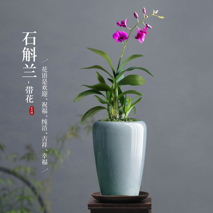 澳洲名贵香水石斛兰盆栽带花苞金钗铁皮石斛盆景四季花卉室内绿植