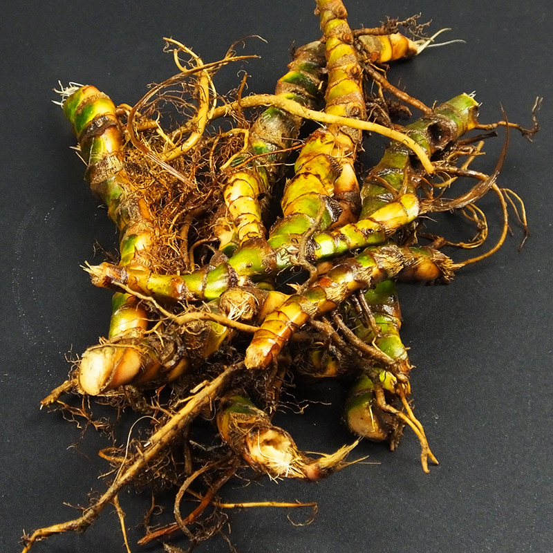 贵州茴香菖蒲香草种植香料沙姜五香草花卉盆景随手香养龟鱼池盆栽,鲜花速递/花卉仿真/绿植园艺,时令草本花卉,淘宝优惠券,粉丝福利购,淘宝优惠卷