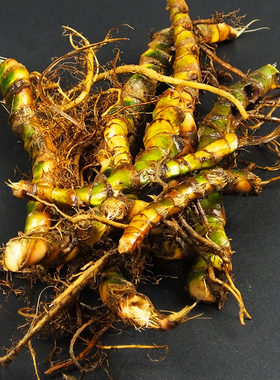 贵州茴香菖蒲香草种植香料沙姜五香草花卉盆景随手香养龟鱼池盆栽