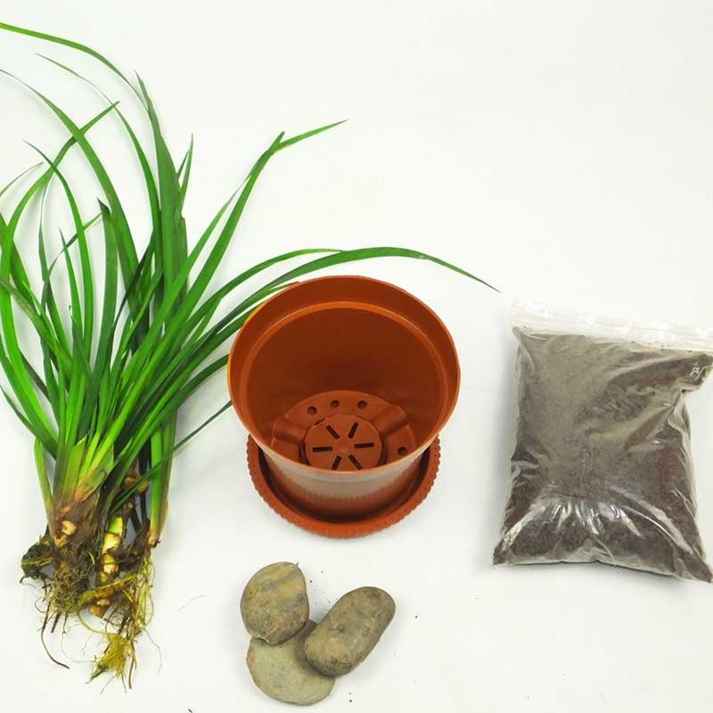 盆景菖蒲花卉随手香苗盆栽带根香料沙姜香草养龟鱼池庭院阳台种植,鲜花速递/花卉仿真/绿植园艺,绿植,淘宝优惠券,粉丝福利购,淘宝优惠卷