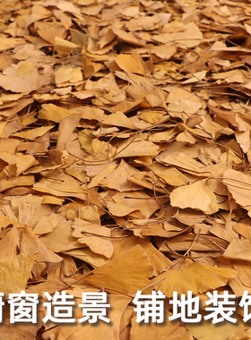 银杏树叶落叶枫叶干花标本真枯叶装饰秋收落叶贴画干树叶手工叶子