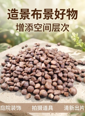 山茶籽堆砌静物布景陈设手工摆件
