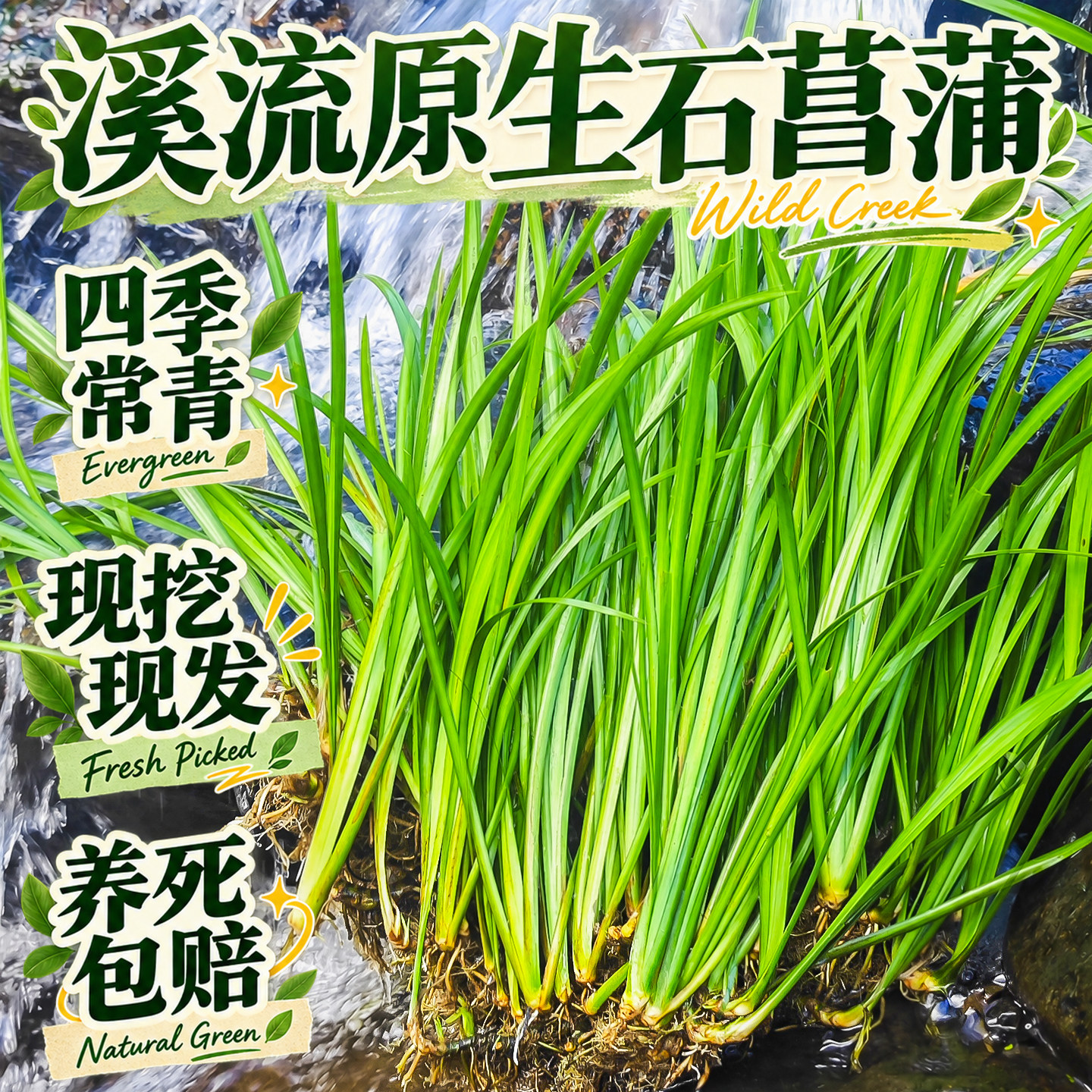 水培石菖蒲水生盆景鱼龟缸造景过滤盆栽净化水质四季常青绿植摆件										