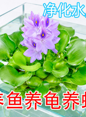 水葫芦净水易养活活体水草苗