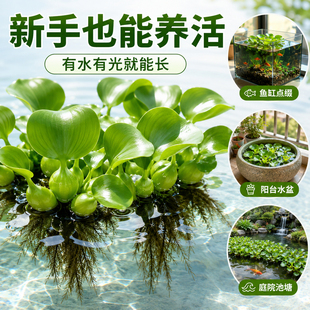 水葫芦水草浮萍鱼缸乌龟虾花卉鱼池塘净化水生植物种苗水浮凤眼莲