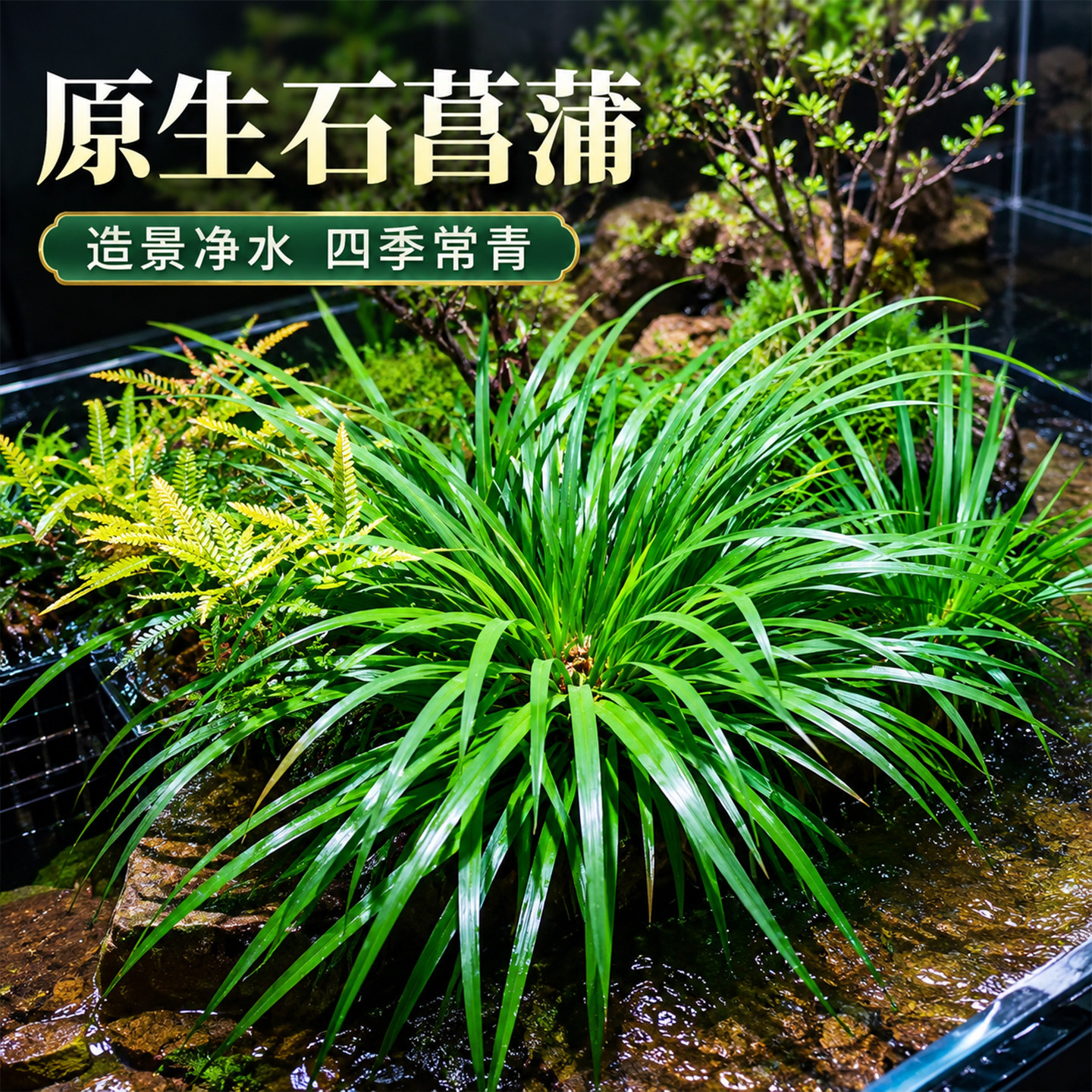 水培石菖蒲水生盆景鱼龟缸造景过滤盆栽净化水质四季常青绿植摆件