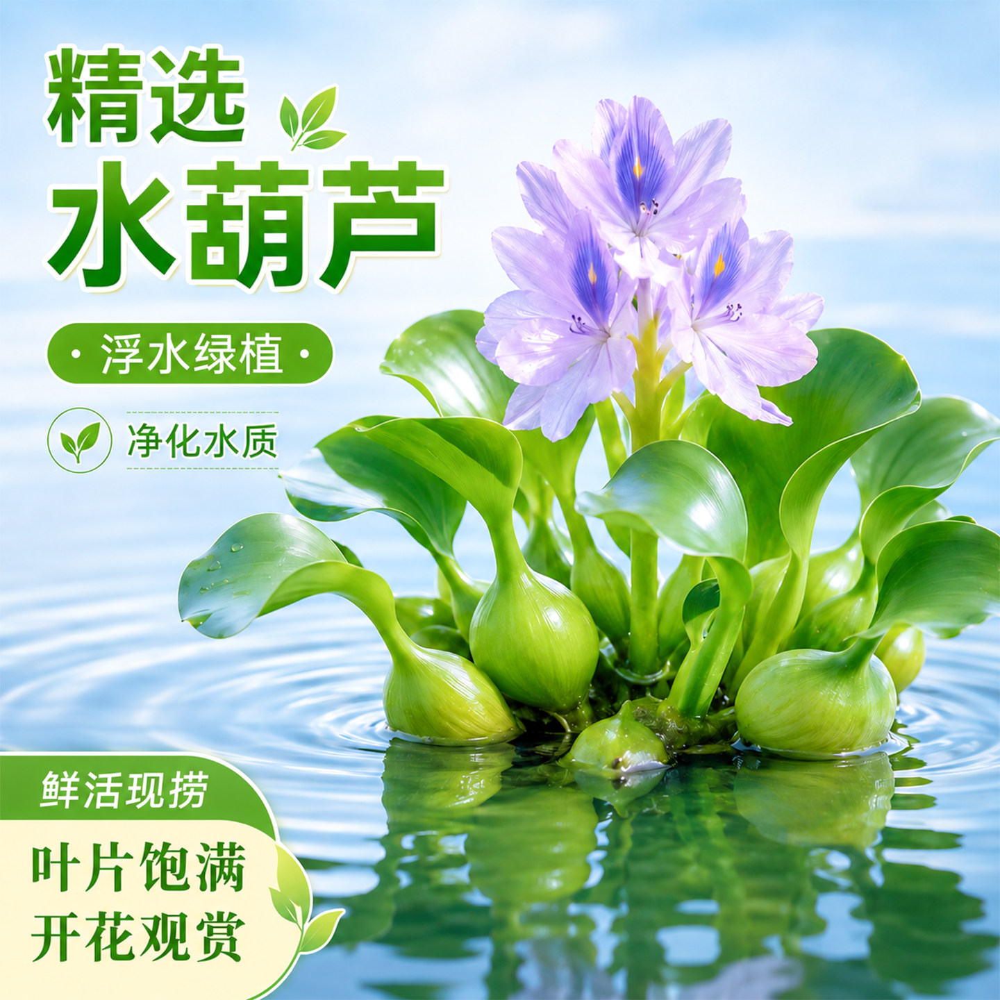 水葫芦水生植物鱼缸龟缸池塘造景净化水质室内阳台包邮活体水草苗