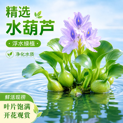 水葫芦净水易养活活体水草苗