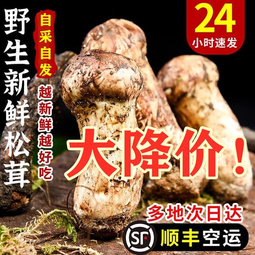 野生新鲜松茸菌云南野生菌
