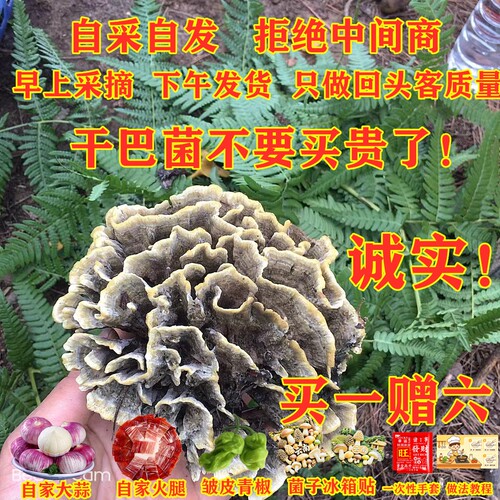 干巴菌野生菌云南野生菌现货