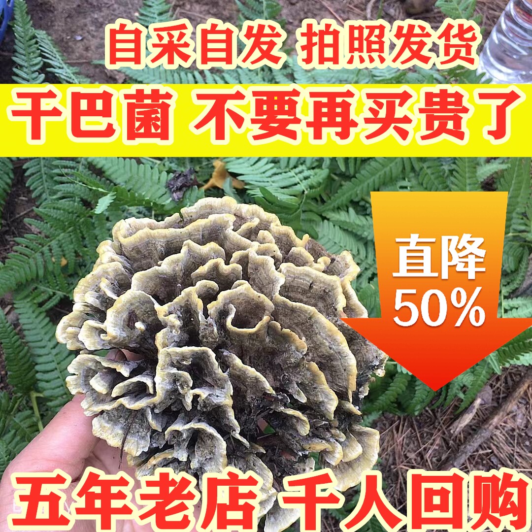 云南新鲜野生干巴菌蘑菇特产
