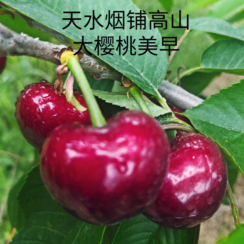 新鲜车厘子美早甘肃天水秦州烟铺大樱桃基地,非常甜个大果脆.