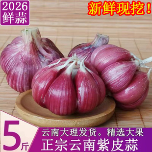 2026云南紫皮大蒜新鲜大蒜现挖湿蒜红皮香蒜多瓣蒜泡糖醋蒜 大果