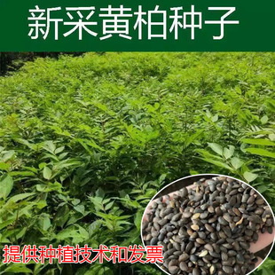 【当年新种】正宗药材厚黄柏种子川黄柏剥皮黄柏黄柏苗黄柏树种子
