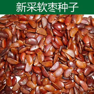 野柿子柿树种子君迁子种子黑柿子软枣种籽嫁接柿子树核桃树砧木子