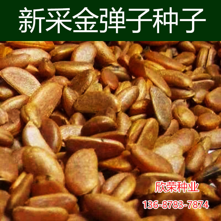新采金弹子种子鸡血红老鸦柿种子乌柿灯泡型葫芦果高档盆景树种子