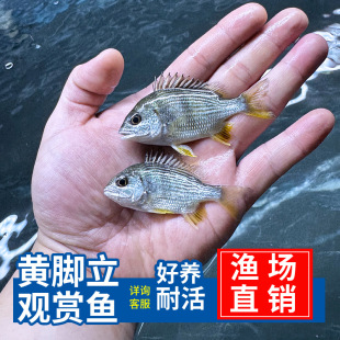 黄脚立淡水观赏鱼冷水淡化黄鳍鲷鱼好养耐活小型鱼苗黄翅鱼黄脚腊