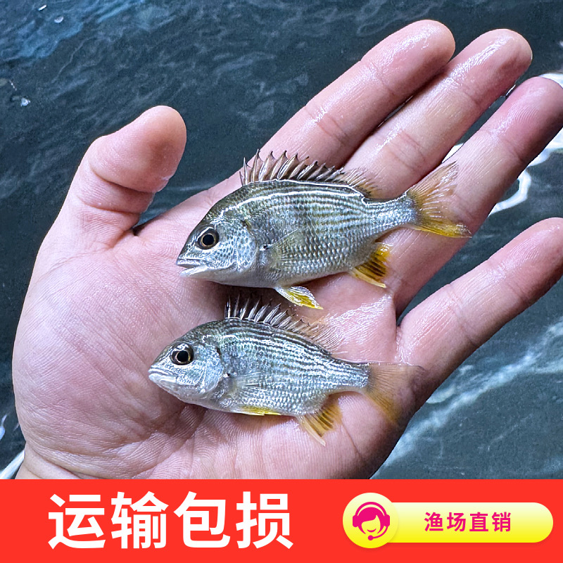黄脚立淡水观赏鱼黄脚腊黄鳍鲷