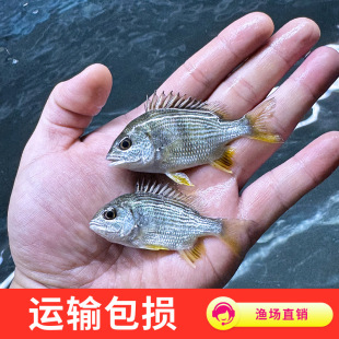 黄脚立淡水观赏鱼冷水淡化黄鳍鲷鱼好养耐活鱼苗黄翅黄墙鱼黄脚腊