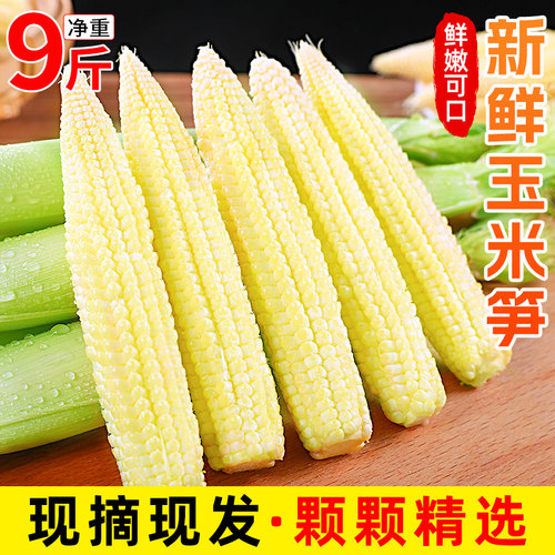 甜玉米笋迷你嫩小玉米芯新鲜蔬菜