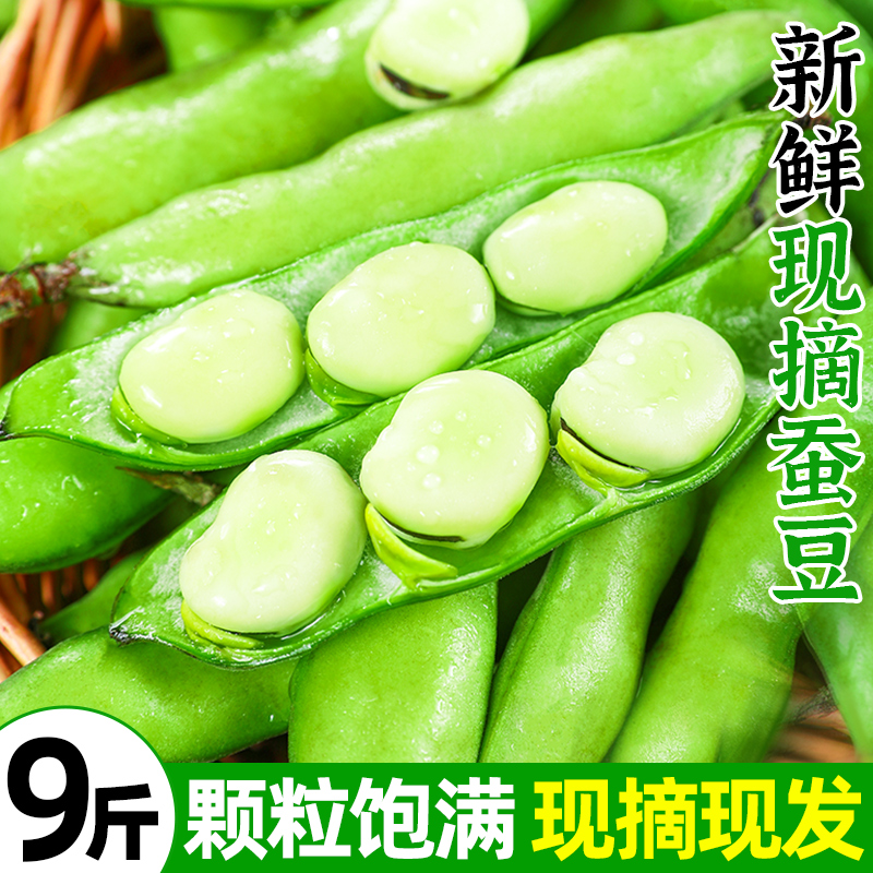 现摘新鲜蚕豆农家自种|颗粒饱满