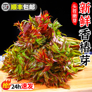 包邮 蔬菜顺丰 新鲜香椿芽春芽菜4斤现摘红油香椿嫩叶露天头茬当季